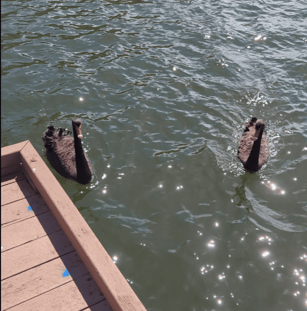 Black_Geese_Emerald_Lakes